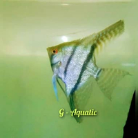 ikan manfish altum size L