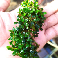 bucephalandra mini boyan clump kecil