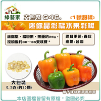 【綠藝家】大包裝G46.迷你晶彩橘水果彩椒(1號甜椒)種子0.2克(約35顆)