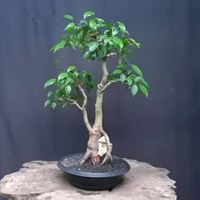 BONSAI POHON BERINGIN LOKAL/FICUS BENJAMINA