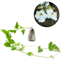 tanaman thunbergia putih/biru, pohon thunbergia