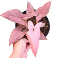 ( BISA COD ) Tanaman Indoor Syngonium Pink Bunga Hias Singonium Pink / Tanaman Hias Singonium Pink T