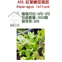 【蔬菜工坊】A55.紅葉嫩莖萵苣種子