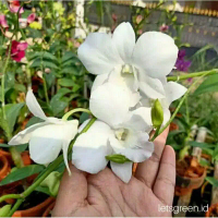 Seedling Anggrek Dendrobium Pure Delight