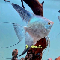 ikan manfish BSP size L