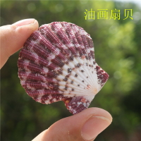 【螺貝藝】天然海螺貝殼油畫扇貝墻貼婚慶裝飾造景收藏彩色扇貝