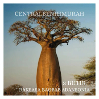 3 BUTIR BENIH TANAMAN RAKSASA BAOBAB ADANSONIA DIGITATA