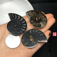 馬達加斯加菊石螺化石開片切開招財轉運螺 化石標本實物圖一組3