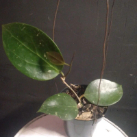 hoya latifolia splash #hoya #hoyaplant #tanamanhias