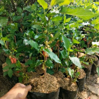 Bibit Murbay Kondisi Sudah Berbuah - Tropis Berbuah