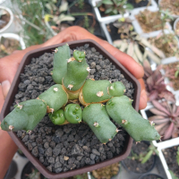 tanaman hias/sukulen/caudex/euphorbia clivicola