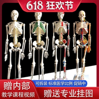 質量上乘 85cm 170cm人體人的骨骼骨架模型教學骷髏架子模型全身