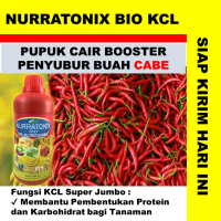 PUPUK CAIR TANAMAN CABE - PUPUK CAIR UNTUK MEMEPERBANYAK TANAMAN CABE MERAH  TERBAIK - PUPUK UNTUK T