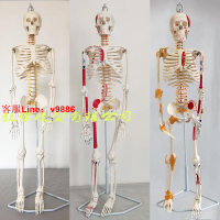 【最低價】【公司貨】85cm人體骨骼帶心臟與血管骨架模型椎間盤神經肌肉韌帶脊椎可彎曲
