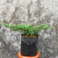 Tanaman Hias Cemara Buaya Mini - Bibit Cemara Buaya Unik - Cemara Buaya Indoor Outdoor - Tanaman Dek