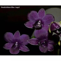 Seedling Anggrek Dendrobium Blue Angel - Tanaman Hidup-Bunga Hidup Murah Pohon Hias - Bunga Hias