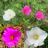 Tanaman Sutra Bombay / Pohon Portulaca grandiflora / Krokot portulaca