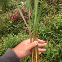 Daun Serai Merah Segar, Daun Serai Merah Fresh.