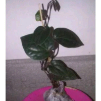 bibit sirih hitam wulung Kwalitas Unggul