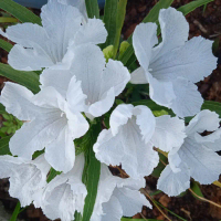 Ruellia brittoniana(dwarf: white flower) live plant
