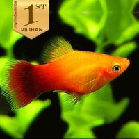 Platy Sunset Size Indukan ( Isi 2)Ikan Hias Aquascape Hiasan Tanaman Air Aquarium -