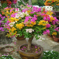 #SG  LOACL#100Pcs Mixed Dwarf Bougainvillea Seeds Bonsai Seeds For Planting Flowers Flowering Plants