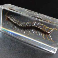 Chinese in Clear Acrylic Lucite Paperweight Insect Artificial Large Centipede