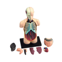 4D Human Visceral Anatomy Model Skeleton Medical Teaching DIY Puzzle Assembling Toy Laboratory Education Equipment Tool