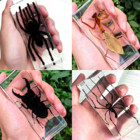 Large Insect Specimen in Resin Centipede Large Epoxy Resin Bug Spiders Beetles Scorpion Specimen Insect Model Decoration Gifts