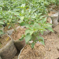Bibit pohon cabe rawit cabe setan murah