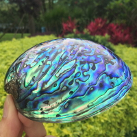 新西蘭藍綠紋鮑魚貝殼家居飾品海螺殼魚缸水族創意擺件招財工藝品