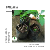 Bibit pohon gandaria / Tanaman buah gandaria / Jatake
