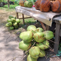 KELAPA HIJAU / KELAPA IJO FRESH Minuman Water fresh