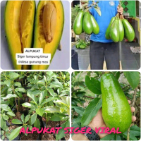 Benih - Bibit alpukat Siger okulasi super premium