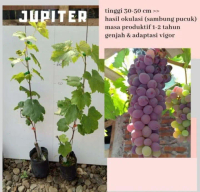 Bibit Tanaman Anggur Import Jupiter Hasil Grafting Tinggi 30-50 cm Masa Produktif kurang dari 1 Tahu