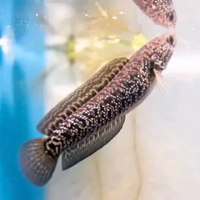 ikan cana KALIMAYA galak hidup size 5-15 cm ikan hiasan aquariumikan cana KALIMAYA top Gred A++ .gal