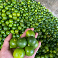 2kg jeruk peras sonkit lemon cui