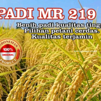 Benih padi MR 219 super kualitas unggul