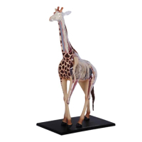 4D Vision Giraffe Anatomy Model Simulation Wildlife Animal Figurine Model PVC Removable Kid Educational Toys