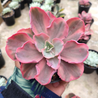 sukulen echeveria chantilly marginata