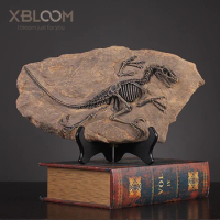 Jurassic dinosaur fossil blast dragon children's toy tyrannosaurus fossil skeleton simulation animal teaching model decoration