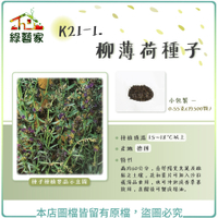 【綠藝家】K21-1.柳薄荷種子0.55克(約500顆)(神香草.海壽花)