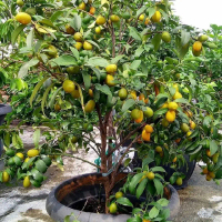 Artificial Bibit buah jeruk nagami