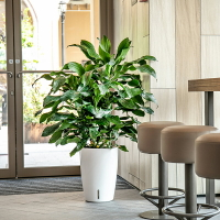 圓形大號家用綠植花盆白色北歐綠蘿種植盆客廳自吸水懶人塑料花盆