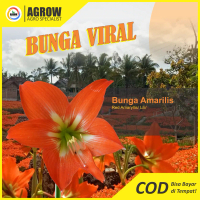 Bunga Amarilis Bibit Oren Umbi Amarylis Bakung Lily Lili Hippeastrum