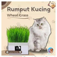 Rumput Kucing Paket Tumbuh Benih Gandum Premium Cat Wheat Grass