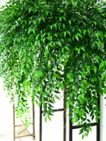 仿真桂花樹葉子裝飾假花藤條壁掛綠植掛墻壁植物陽臺墻上吊蘭綠葉