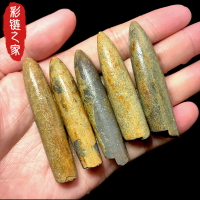 天然箭石化石馬達加斯加古生物化石標本孩子科普教學收藏奇石