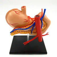 Human Stomach &amp; Internal Organs Anatomy Educational Model Kit by 4D Vision Assembly Training Aid 9 Parts Teaching Resources