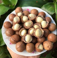 1kg Bi (2túi 500g)sai 1.9cm đến 2.3cm - Hạt macca Gia Lai sấy chín (còn vỏ) - Mắcca nứt vỏ Gia Lai c
